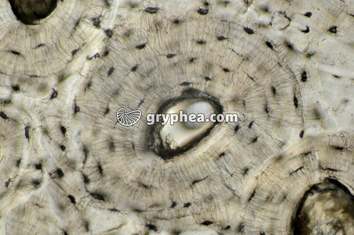 Os compact x100 - gryphea.com